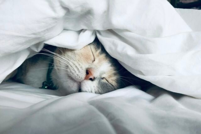 How to Improve Sleep Quality Naturally: 12 Habits That Work